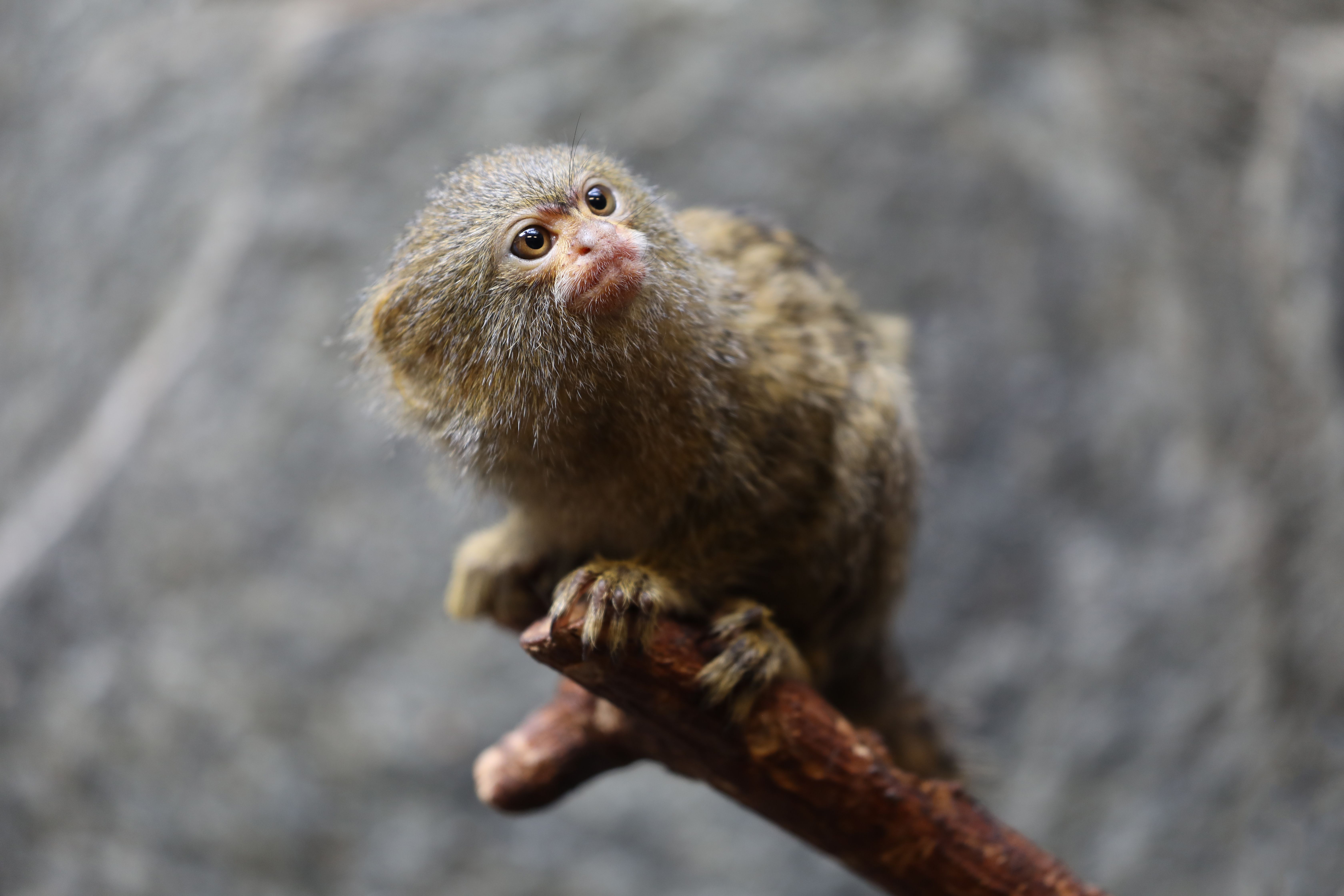 11 Smallest Animals of Their Kind