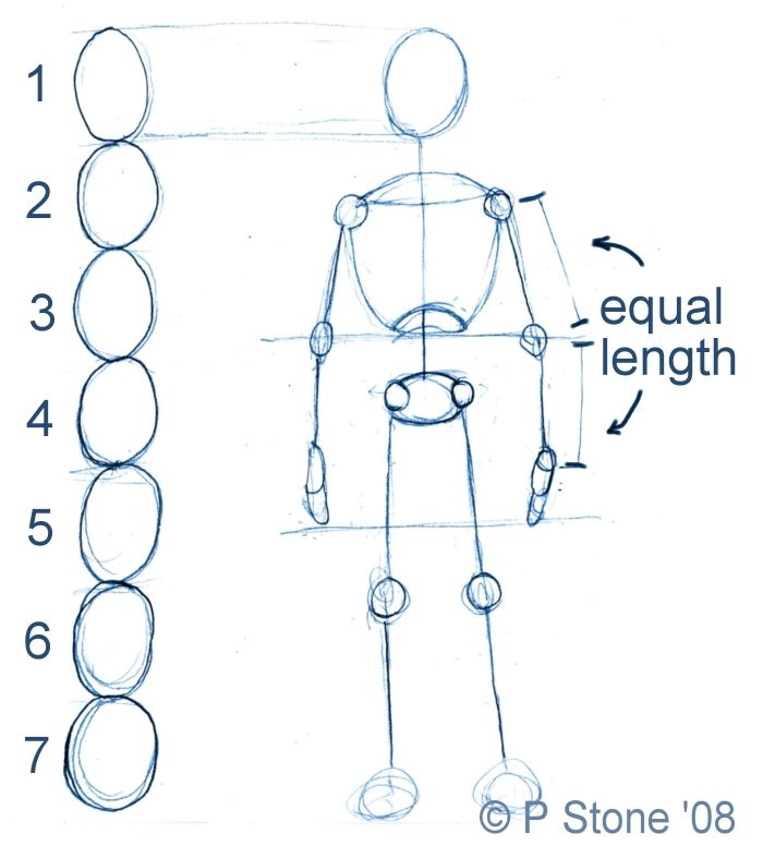 learn to draw body proportions