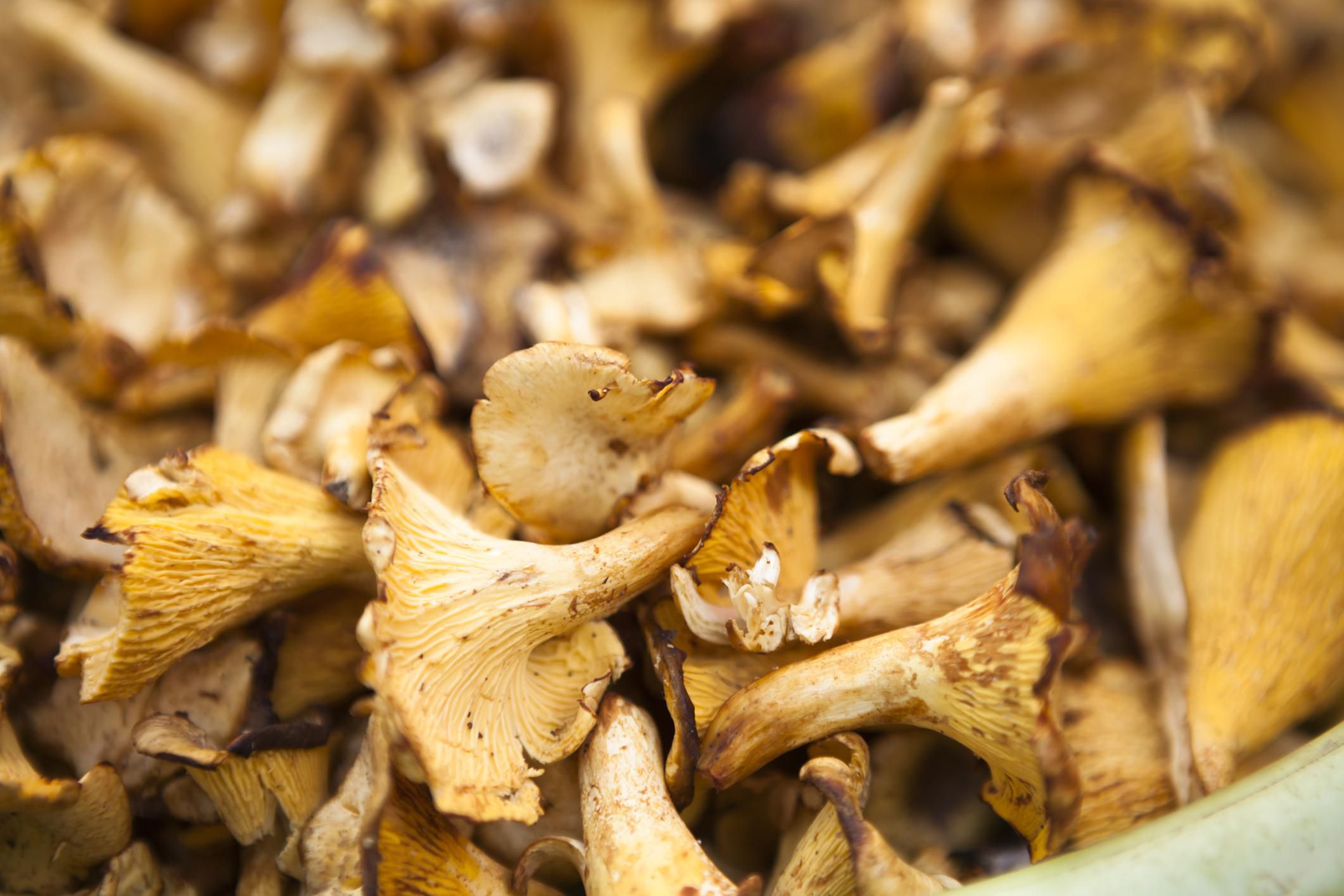 How to Dry Mushrooms in Your Oven