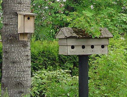 Build Your Own Bird House With a Kit