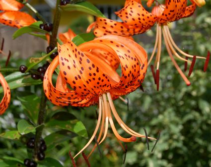 Easter Lilies - Selection, Care, and Re-Blooming