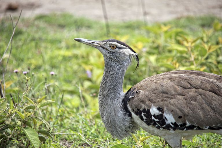 kori bustard