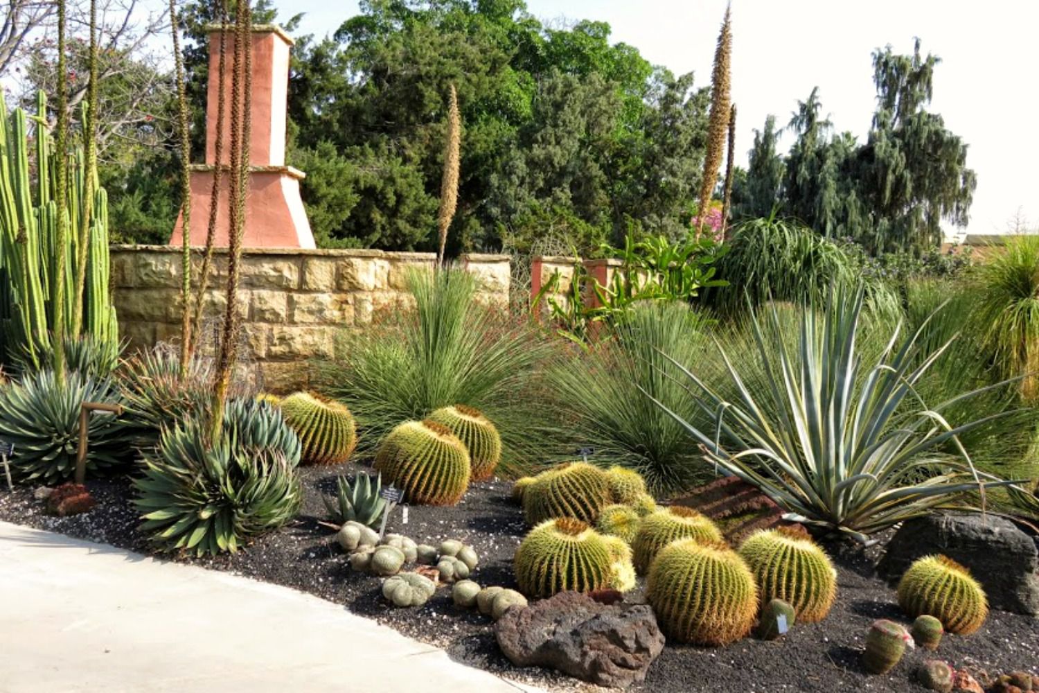 Cactus type outdoor plants information