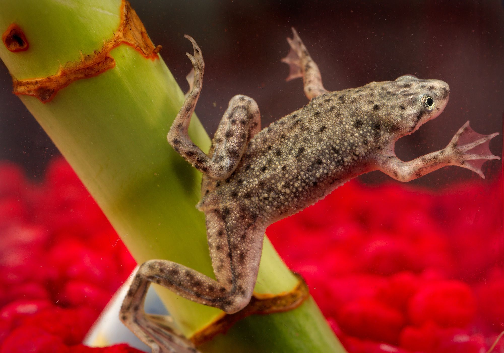 Keeping African Dwarf Clawed Frogs as Pets