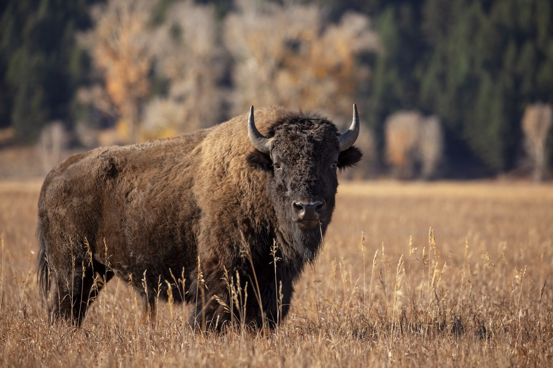 American Bison Was Driven to the Brink of Extinction