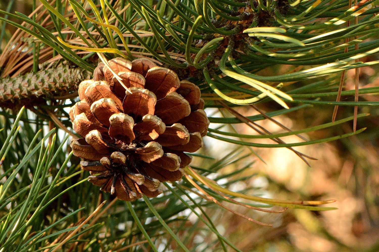 pine species american north common tree cone sa pinetree