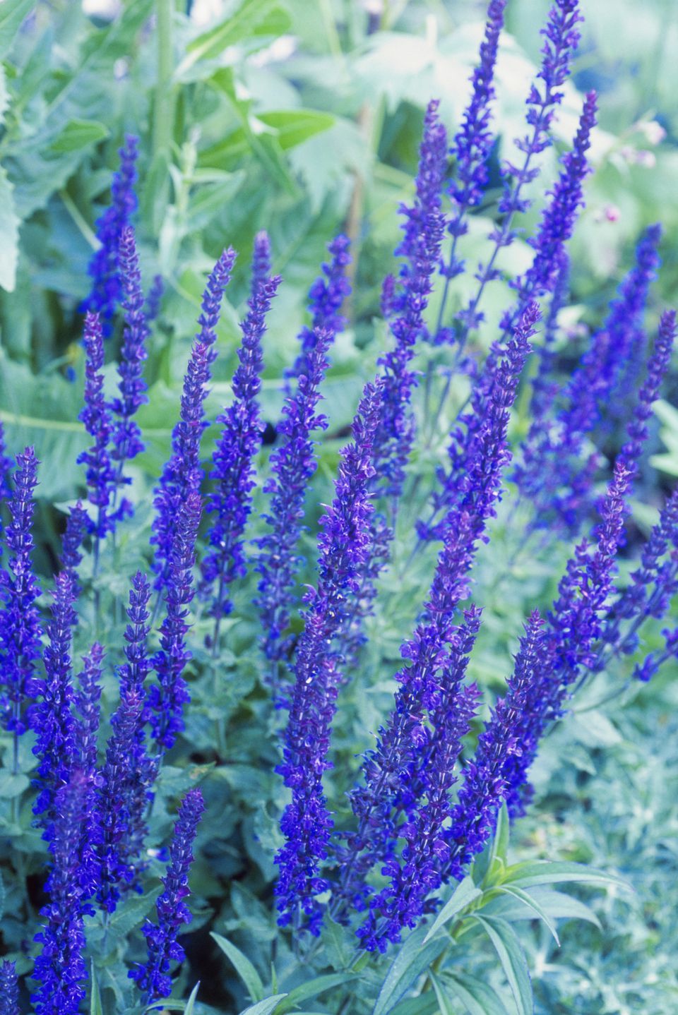 Pictures of Purple Flowers