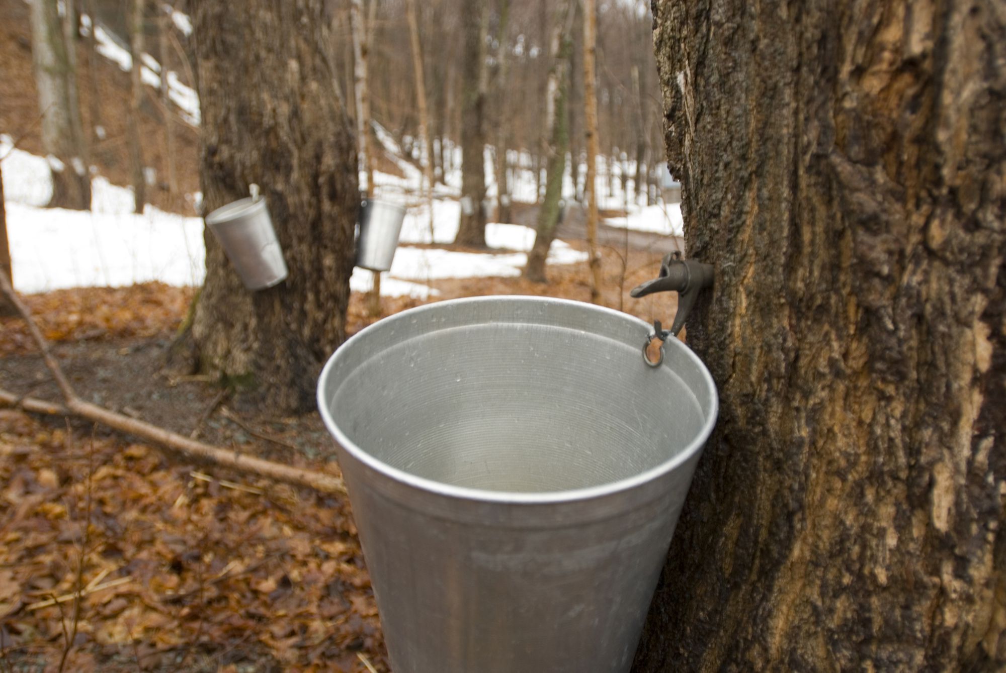 what types of maple trees produce syrup