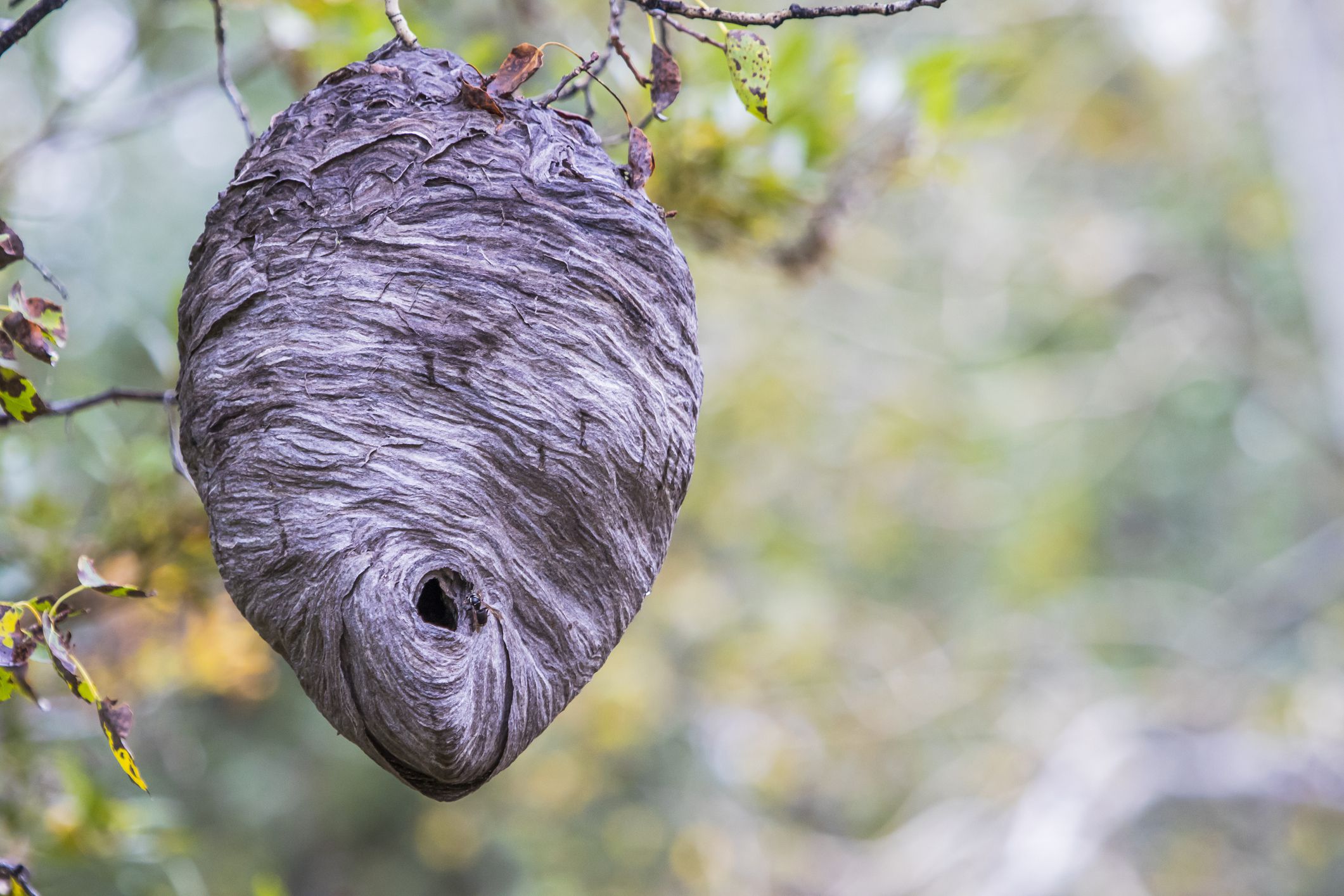 Wasps, Yellowjackets, Hornets