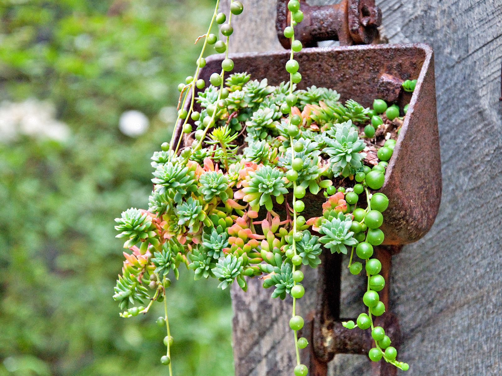 How to Grow Succulent Senecio Plants