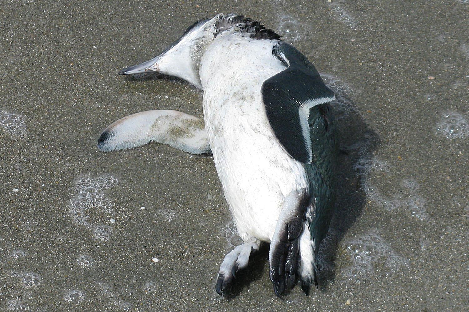 dead penguin lg 58a6d1743df78c345b4f63c1