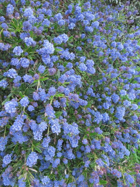 Mediterranean Flowers