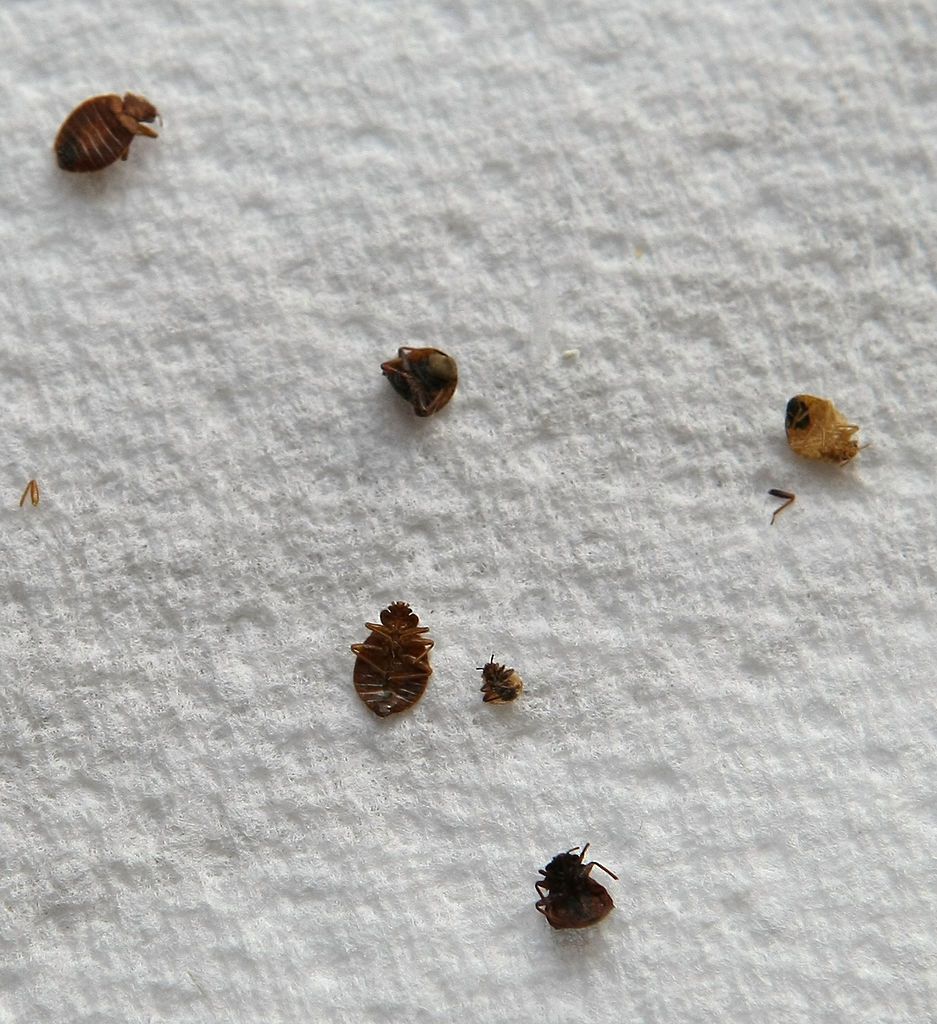 Bedbugs in New York City