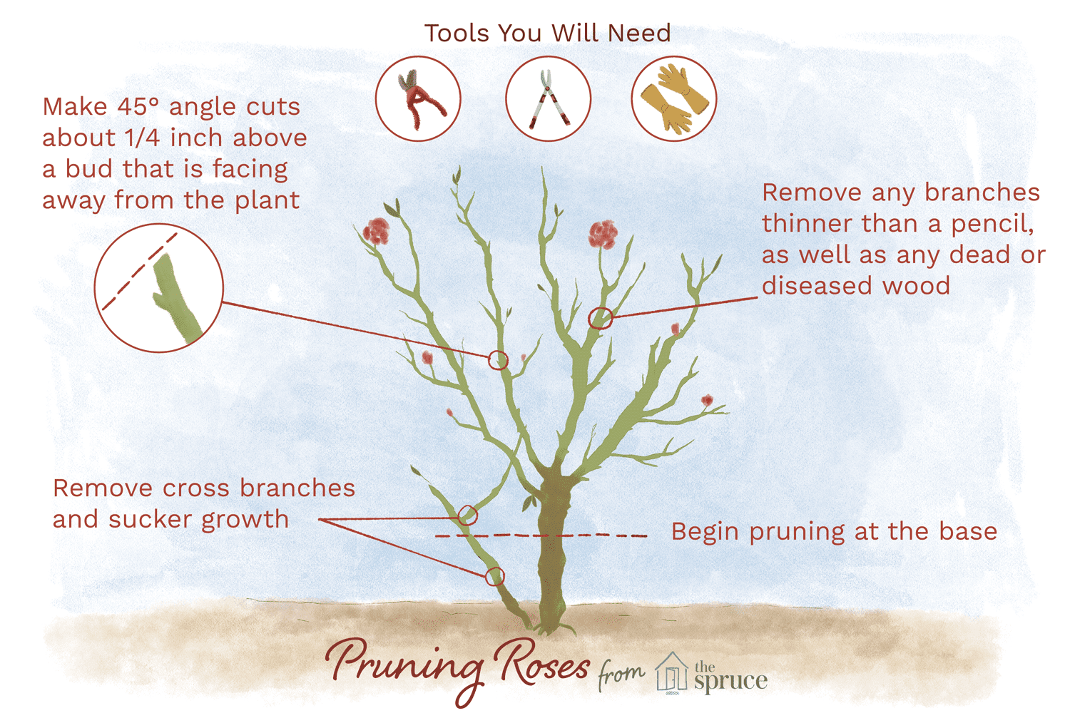 How and When to Prune Roses