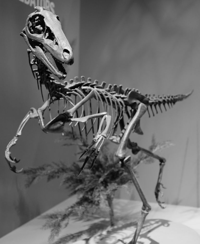 troodon