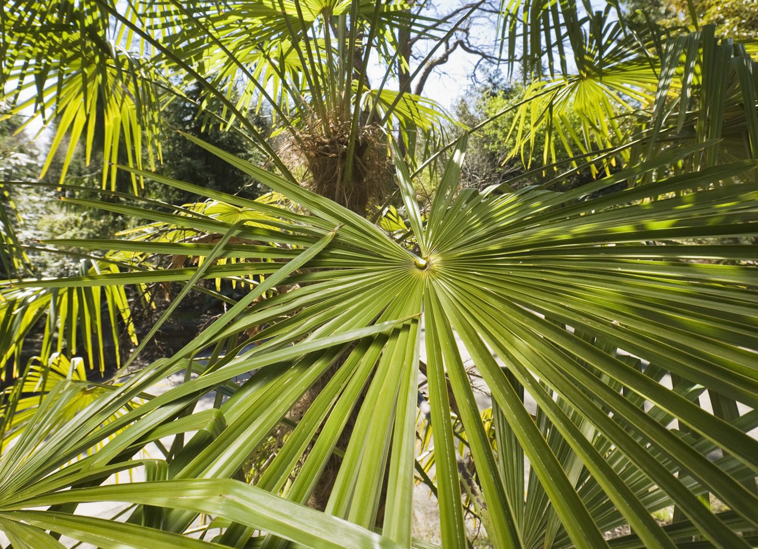 How to Grow Windmill Palm (Trachycarpus Fortunei)