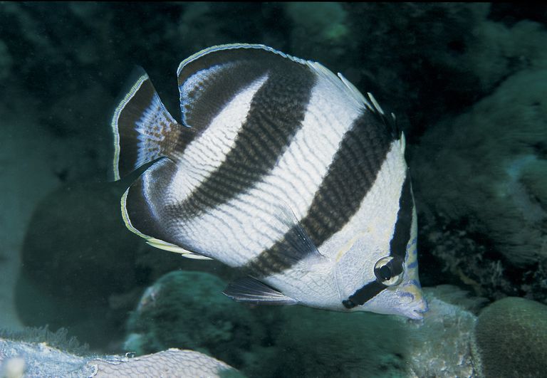 white fish with black stripes