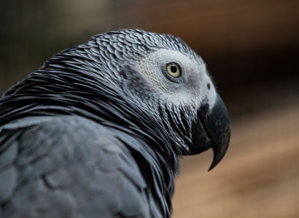 facts-about-african-grey-parrots