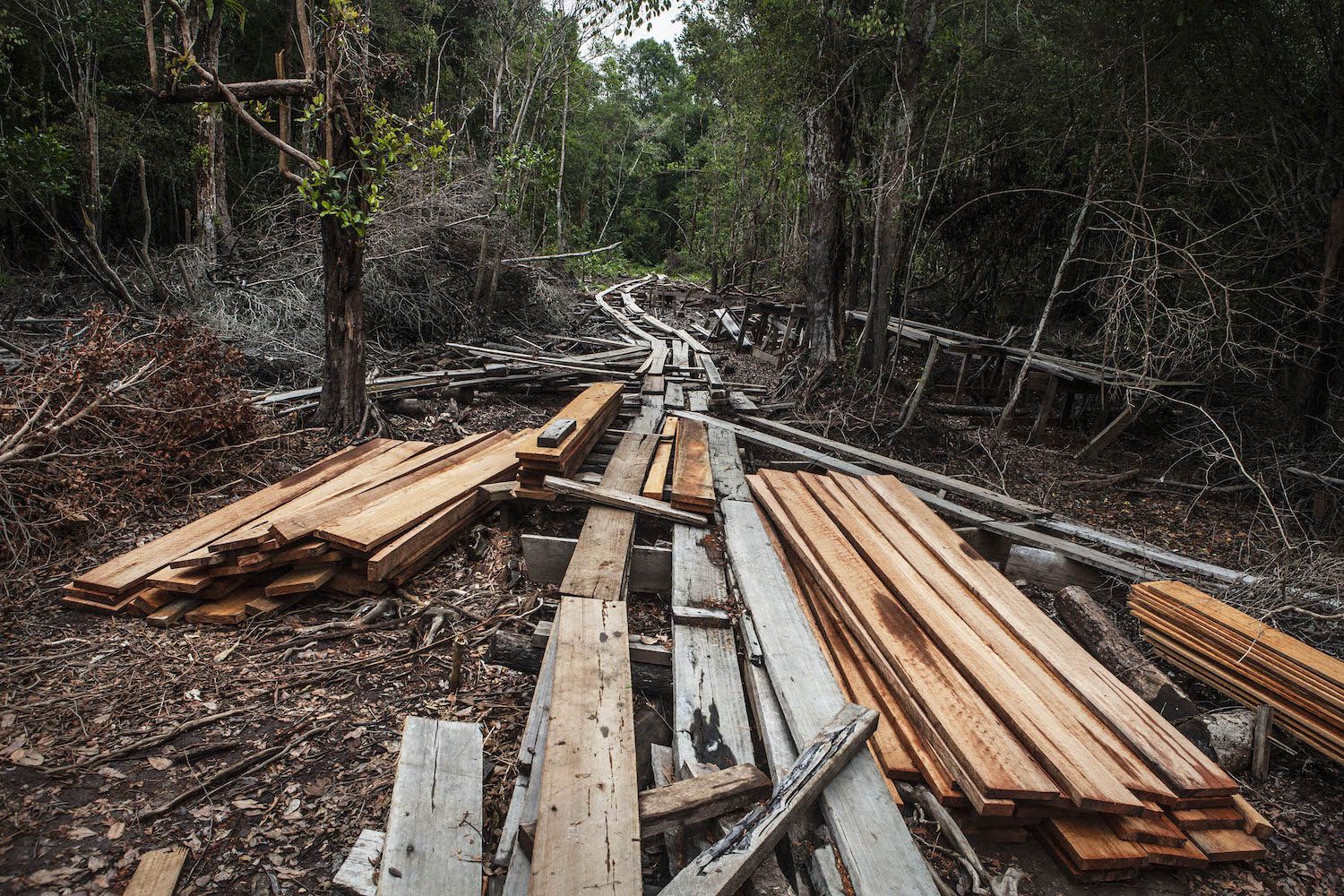 Food Companies Push UK Government for Tighter Deforestation Rules