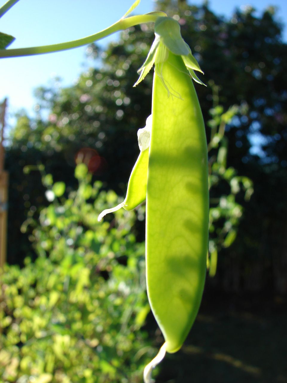 Different Types of Peas for Your Garden