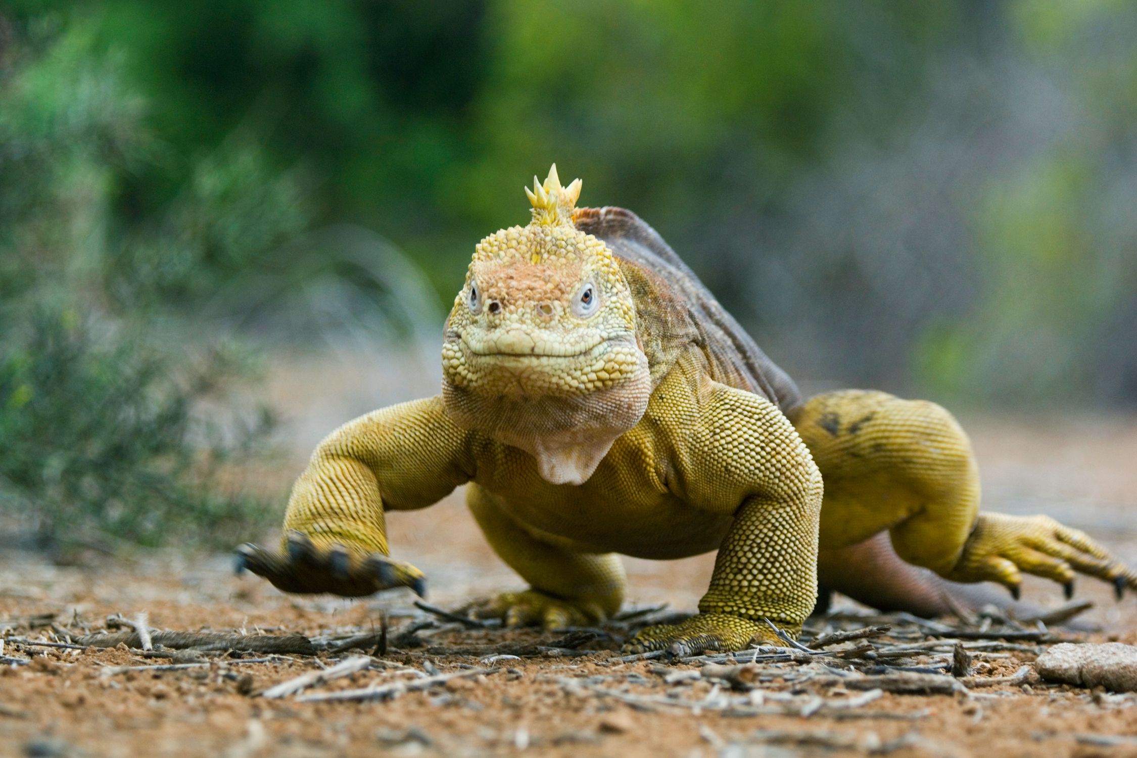 Tetrapods - Tetrapoda - The Animal Encyclopedia