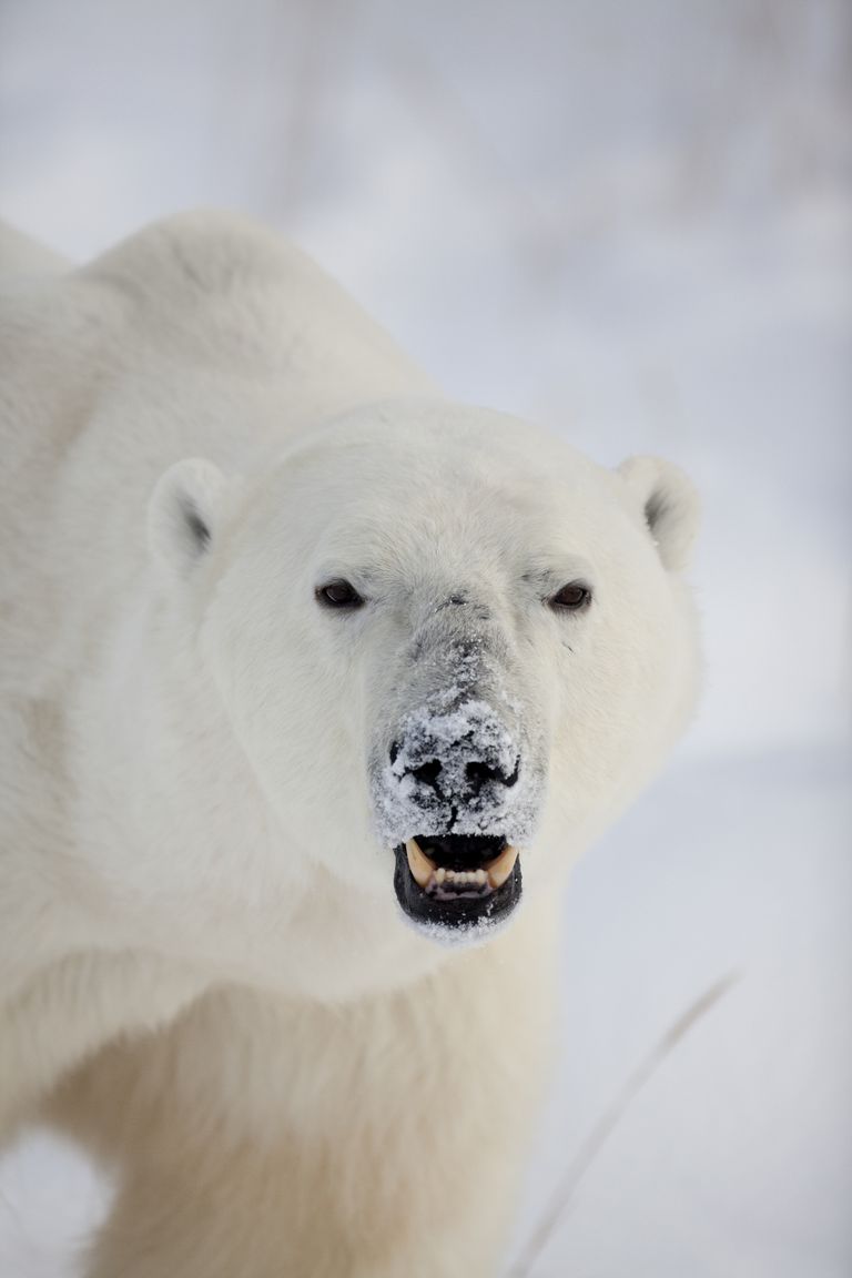 Man Mauled by Polar Bear in Canada