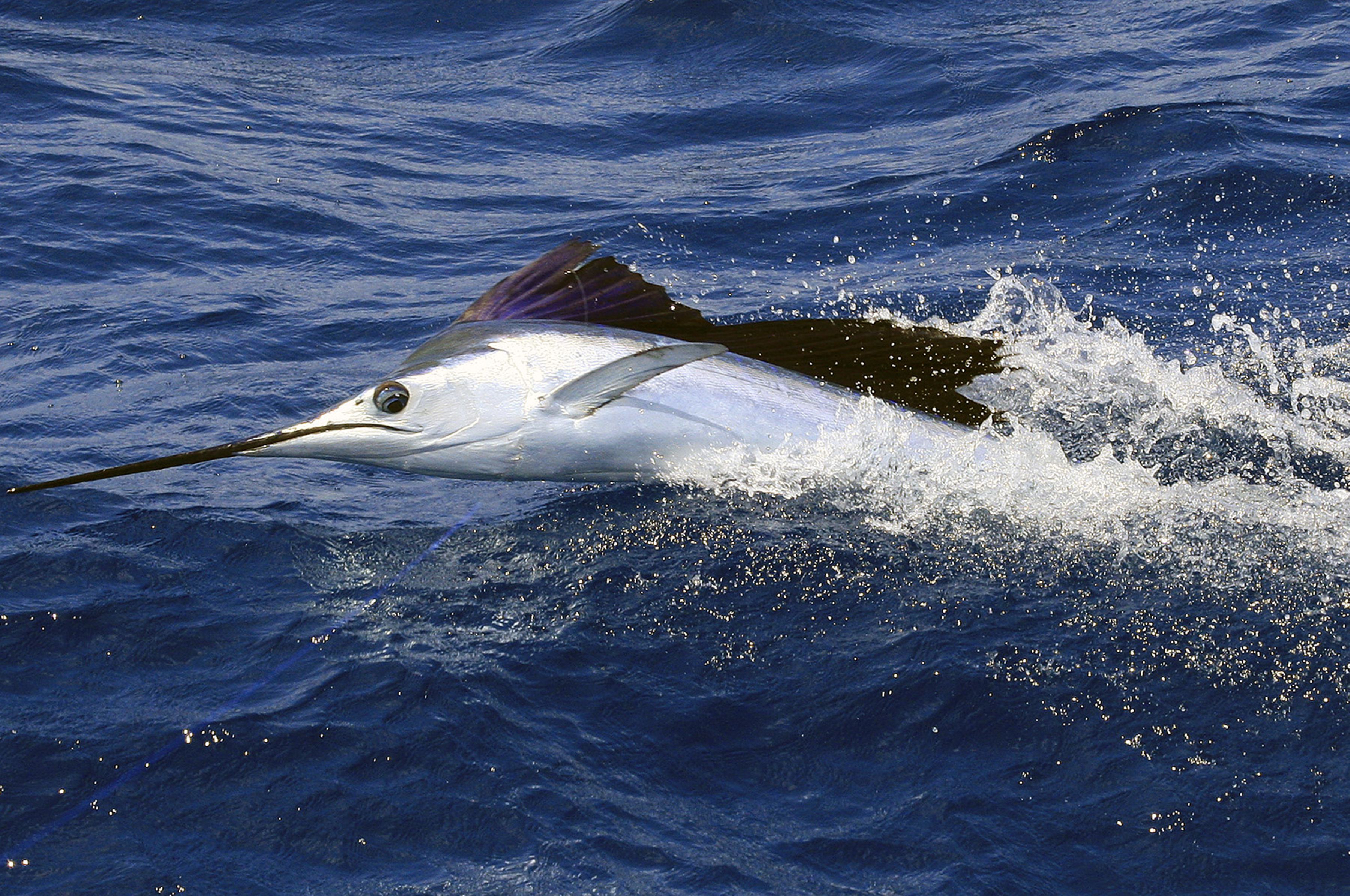 5 of the Fastest Fish in the Ocean