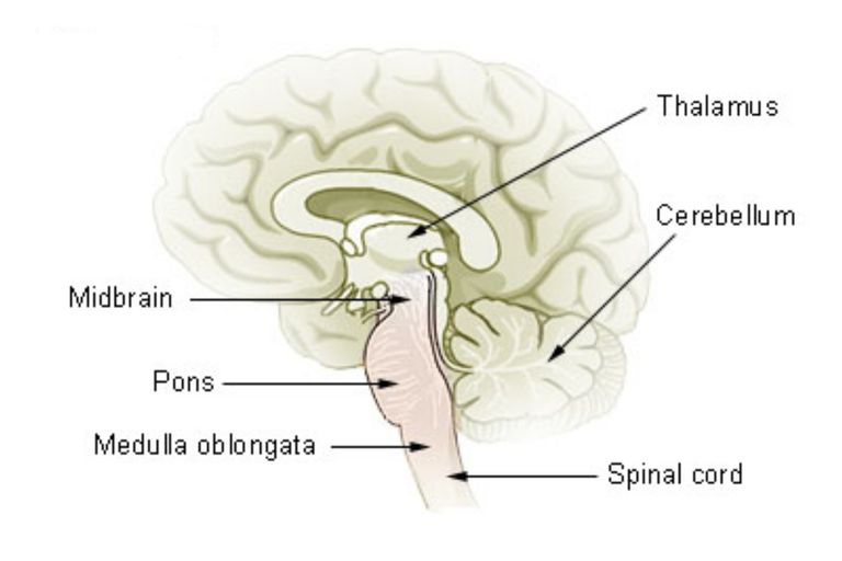 Mesencephalon - Midbrain Function and Structures