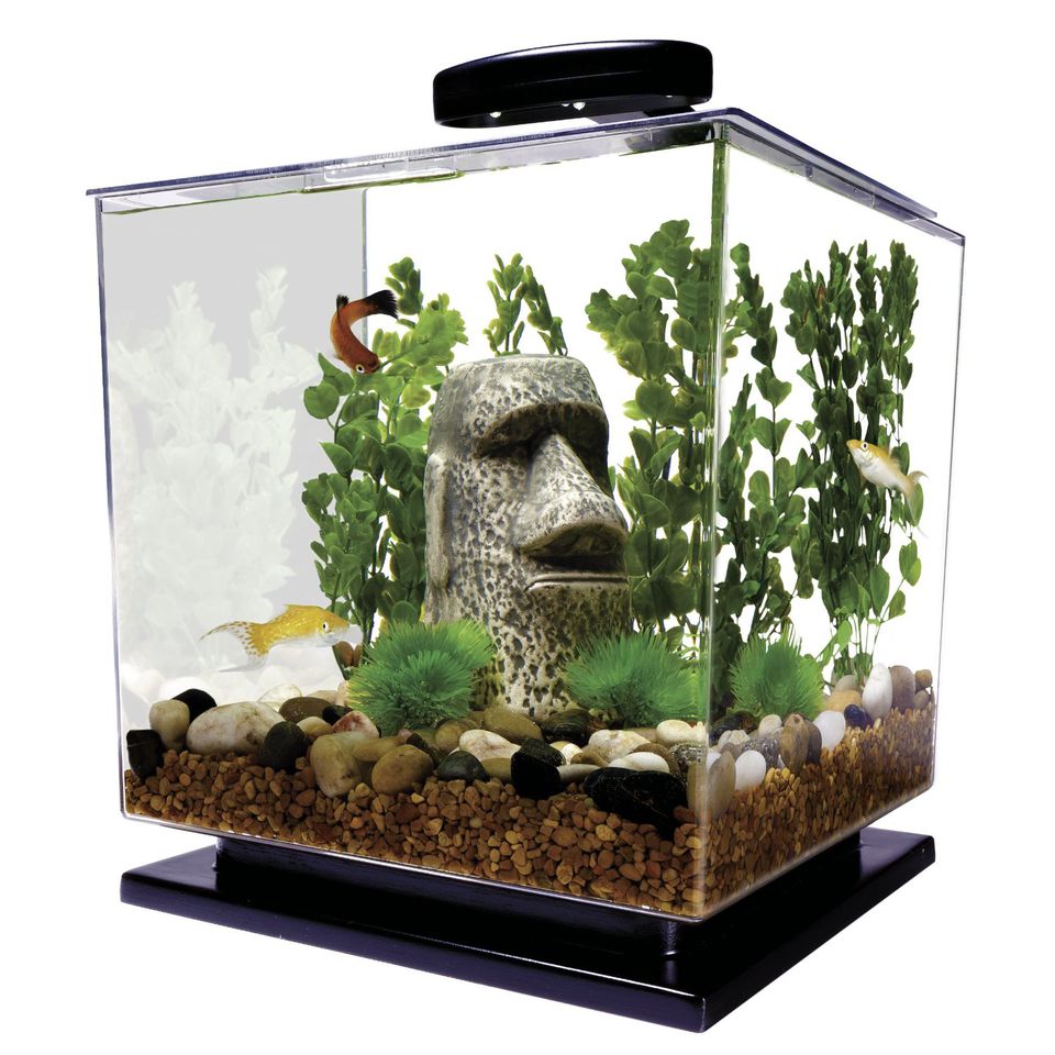  Mini  Aquariums Pros and Cons of Small Fish Tanks