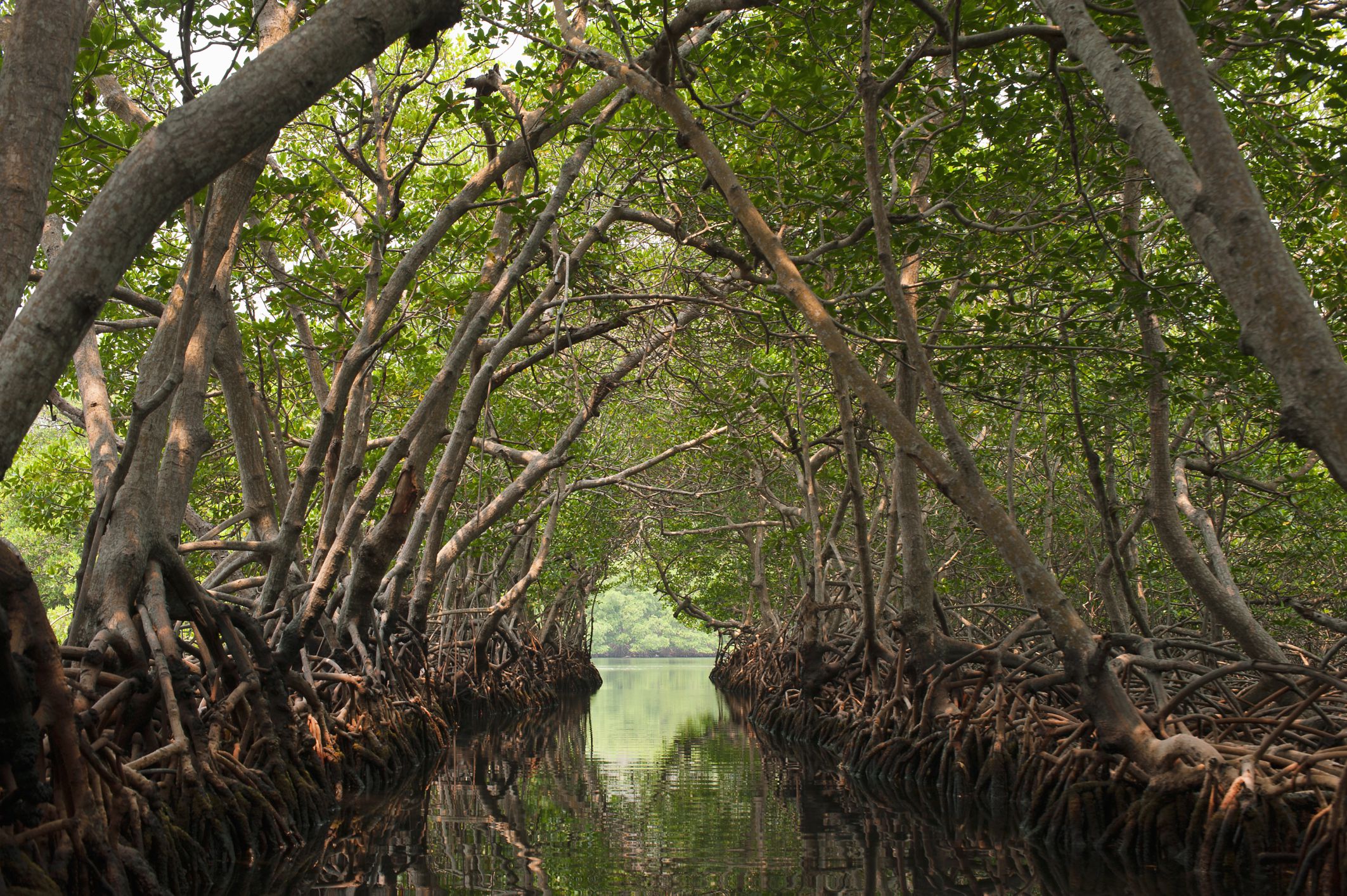 Mangrove Habitat Profile