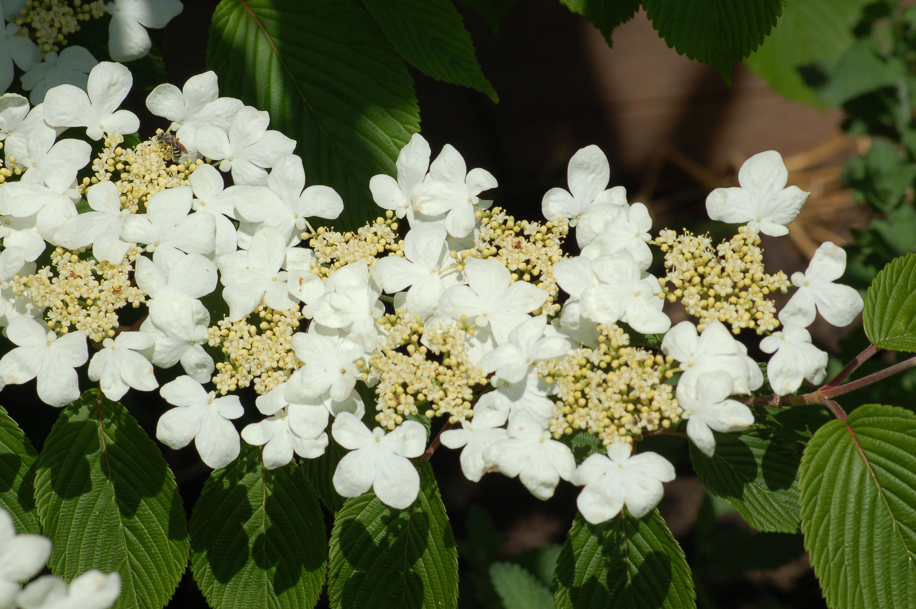 mariesii-doublefile-viburnum-shrubs-pruning-problems