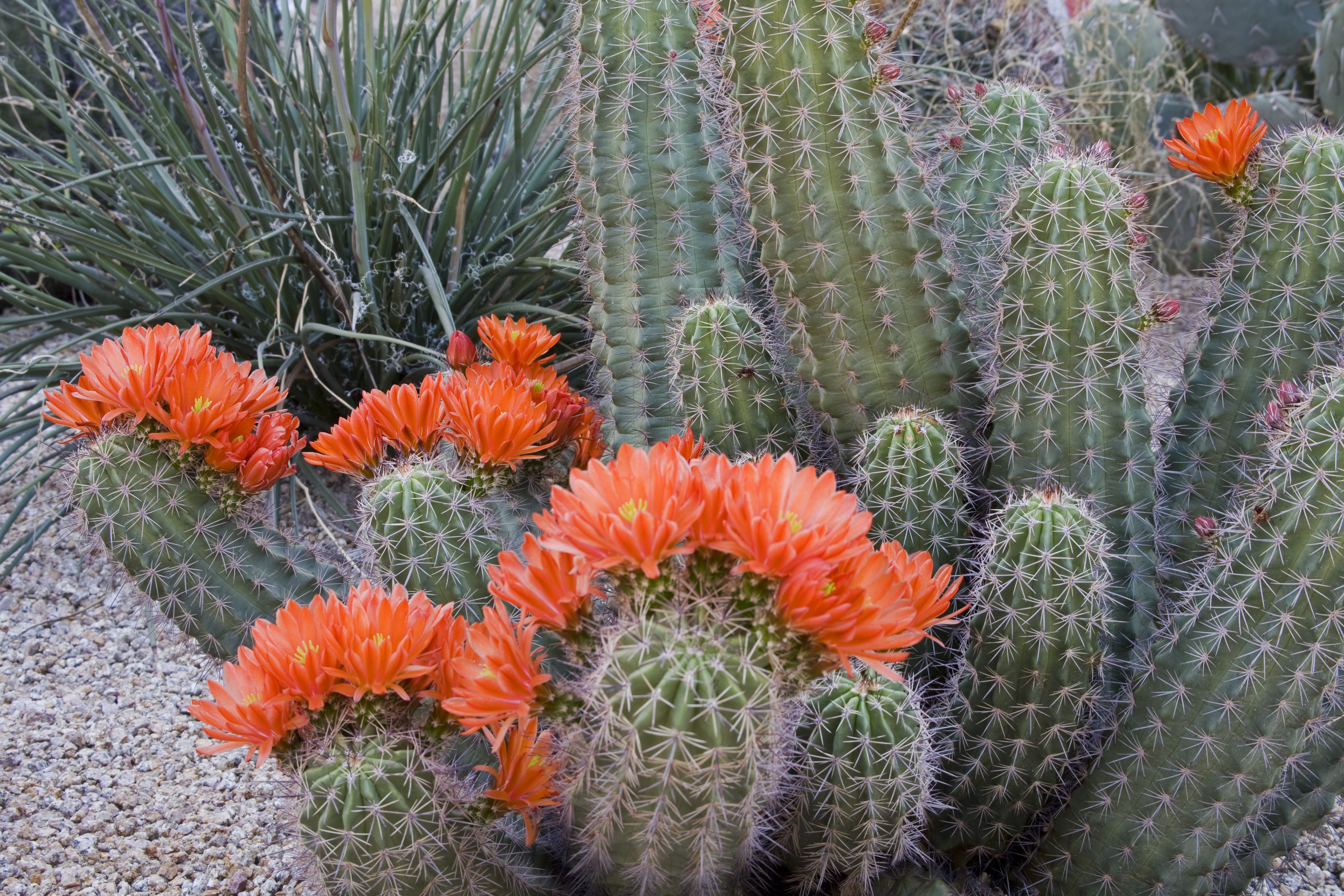 The Best Types Of Cactus To Grow In Your Garden