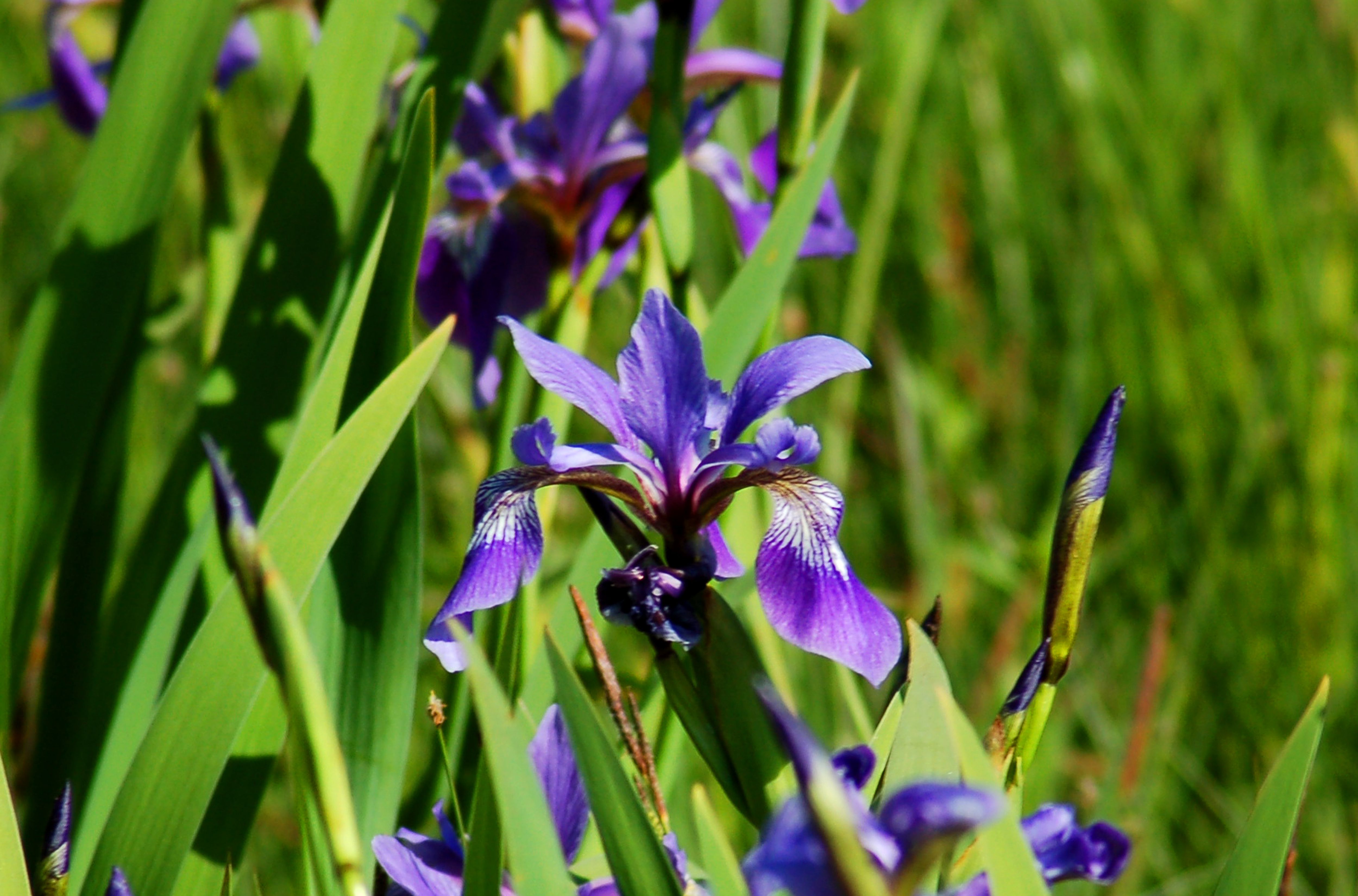 Northern Blue Flag Native Iris to Grow in Wet Areas