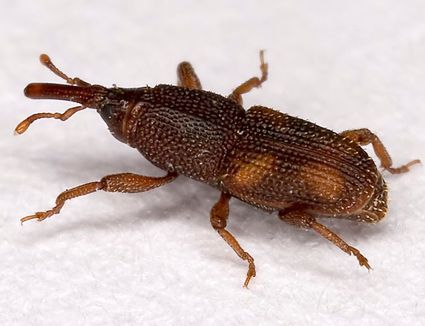 10 Steps to Keep Weevils and Bugs Out of Food