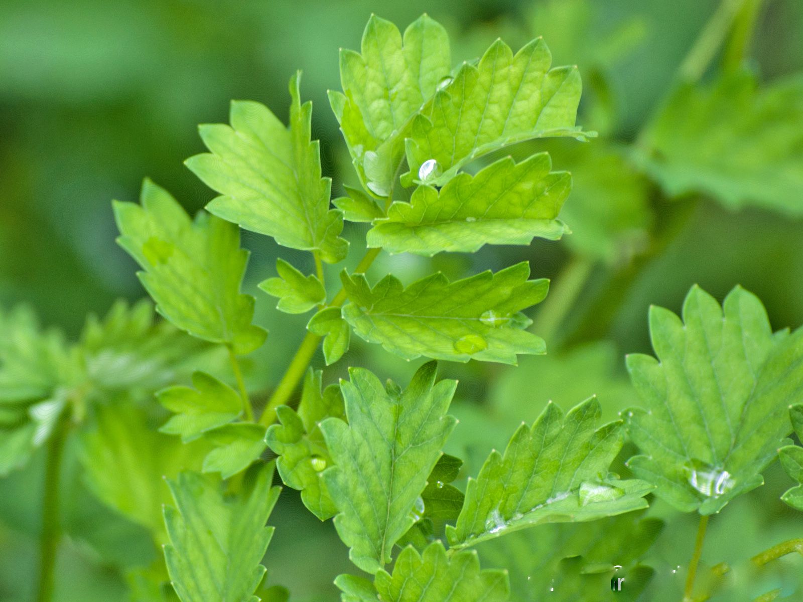 Growing and Using the Herb Salad