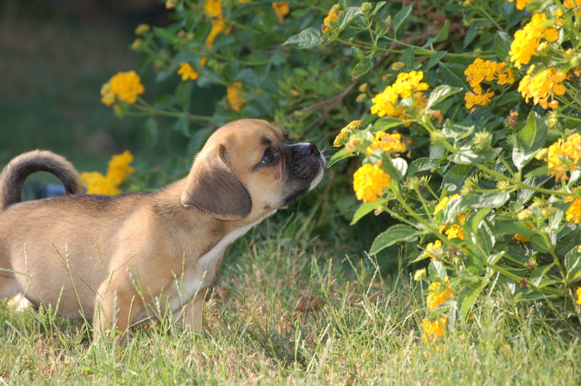 Landscaping With Dogs In Mind Tips For Canine Owners