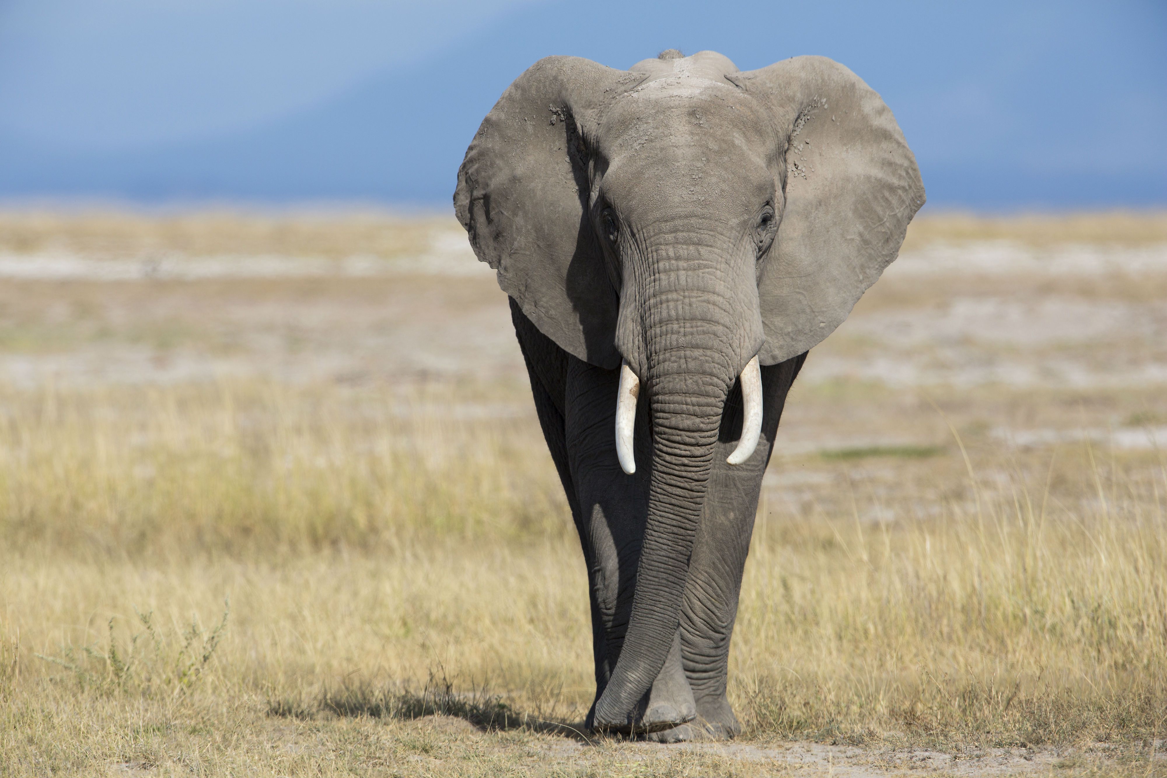  Elephants  What Makes Them So Unique 