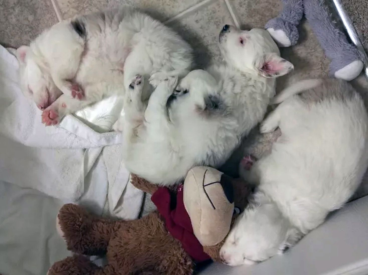 Help Us Name the Treehugger Foster Puppies
