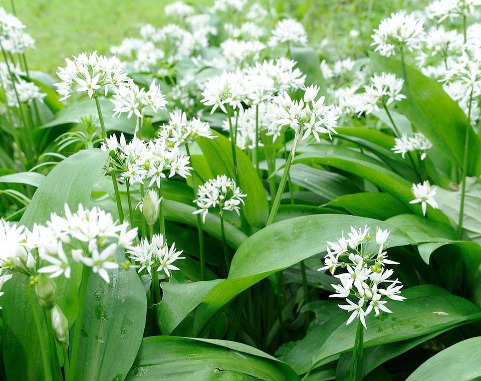 What Does Wild Garlic Look Like