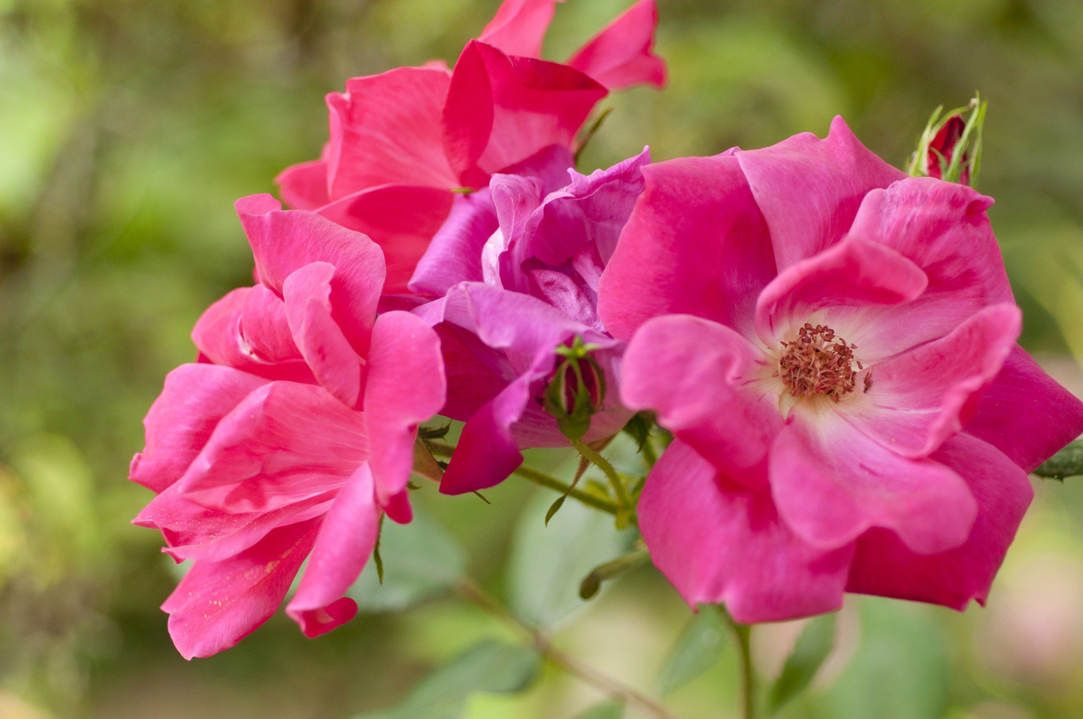 How To Prune Knock Out Roses And Shrub Roses