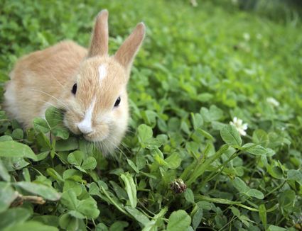 Rabbit Proof Plants - Plants Rabbits Won't Eat