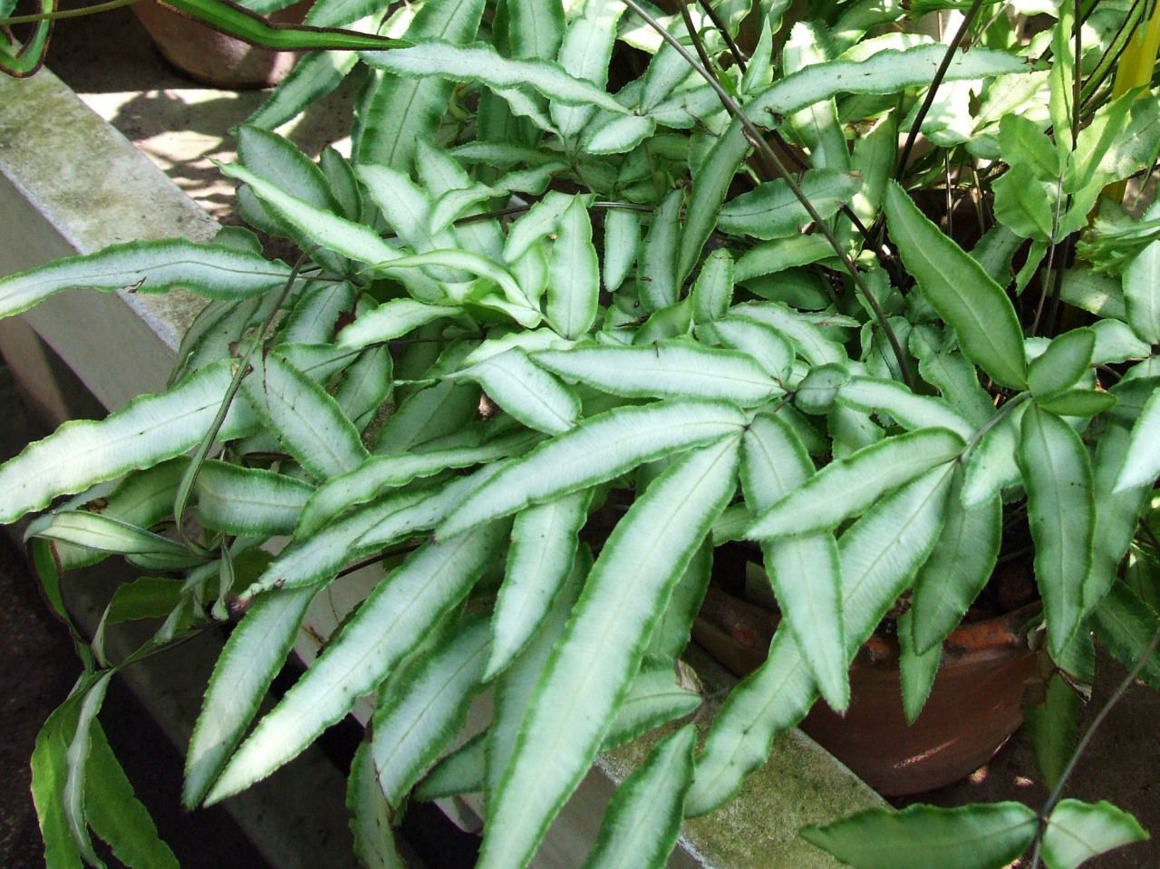 Growing Pteris Ferns Indoors