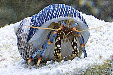 Reef Safe Hermit Crabs  Information and Facts