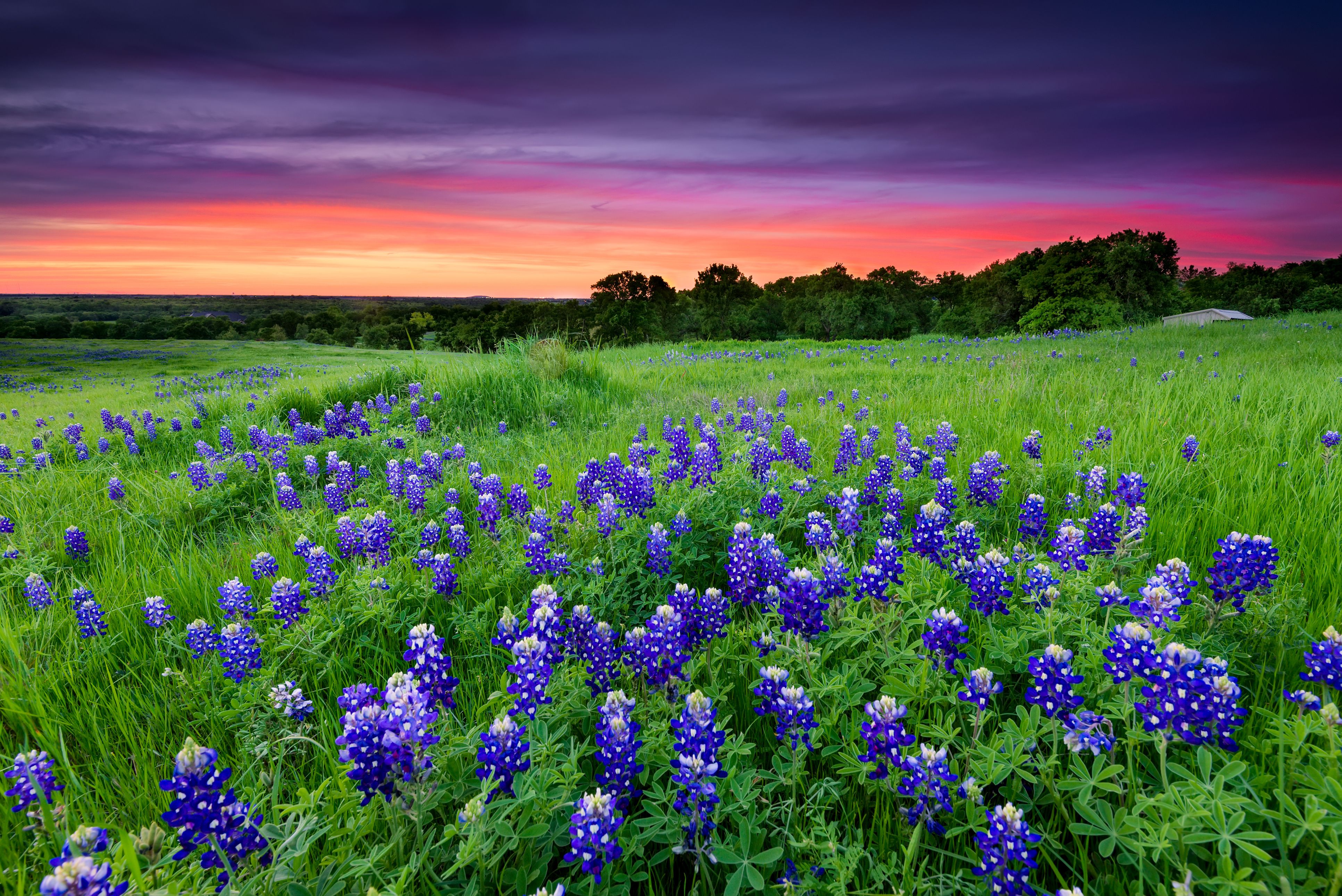 The Ultimate Hill Country Wildflower Getaway