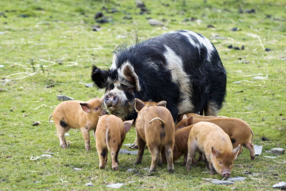 Kunekune Pig Breeds as Exotic Pets