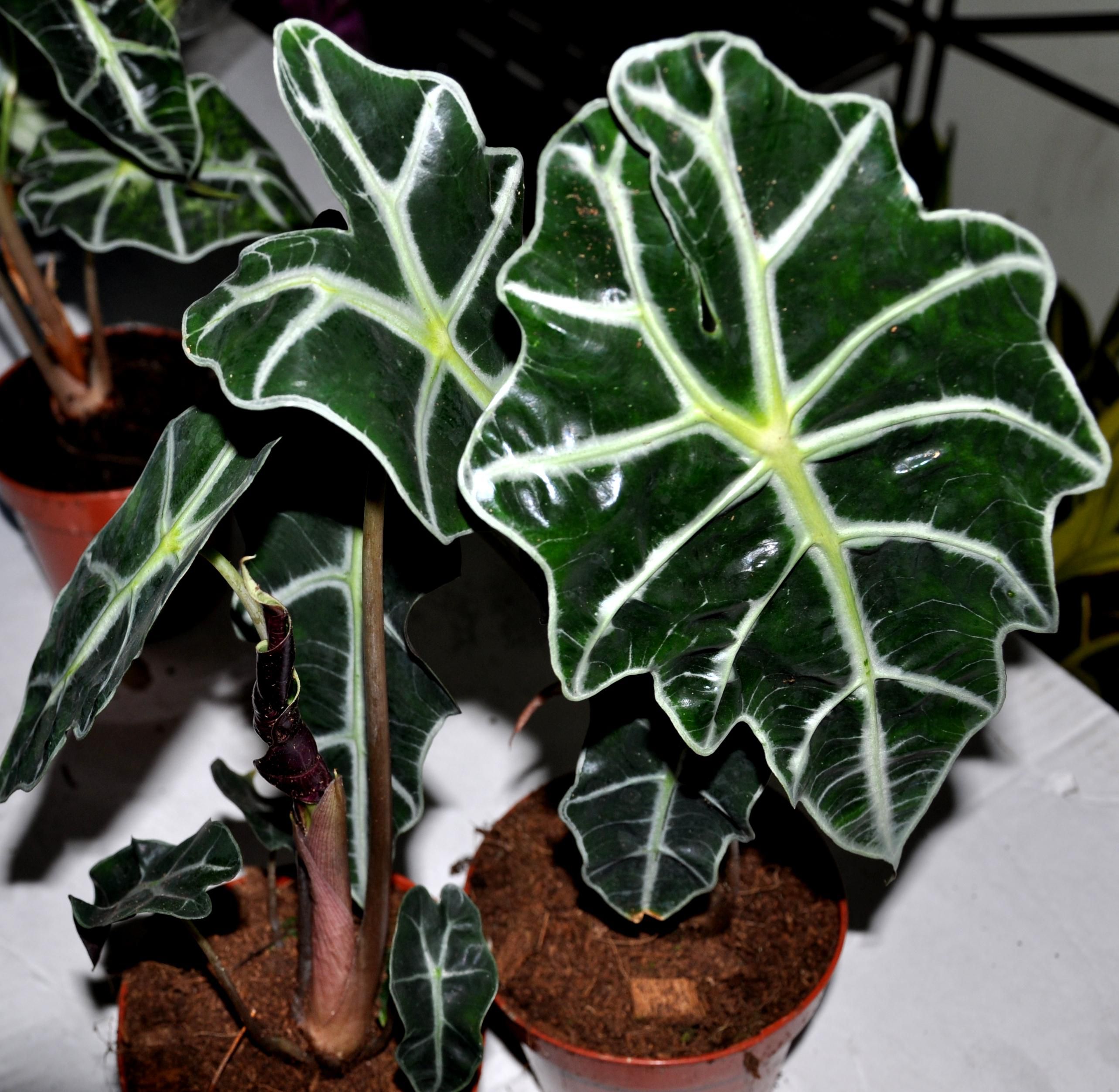 Growing the Amazon Elephant's Ear