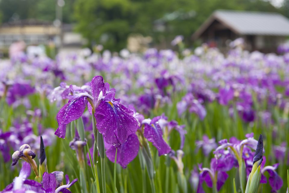 9 Traditional Japanese Plants for Your Garden