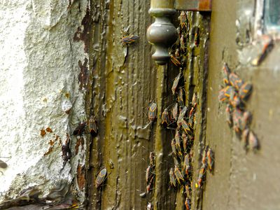 boxelderbugshouse 58efcff45f9b582c4d59e108