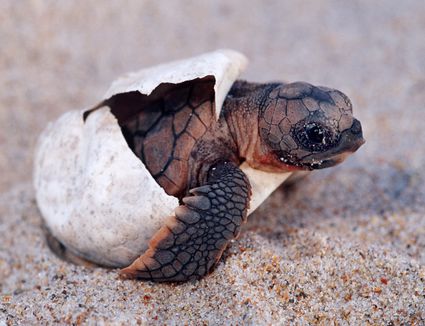 Turtle and Tortoise Shells - Turtle Shell Health