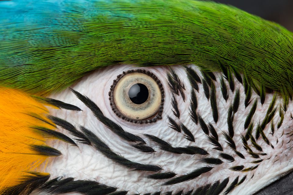 Most Colorful Parrot Species